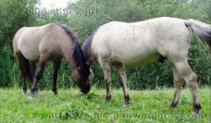 Pair of Konik Ponies