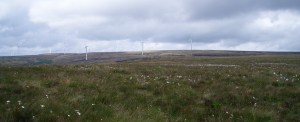 Wind turbines, with cotton grass in foreground