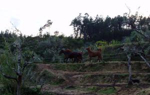 Horses at Quinta das Abelhas